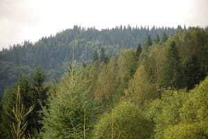 Шале Золотая Подкова. Стандарт двухместный с террасой 21.23 13