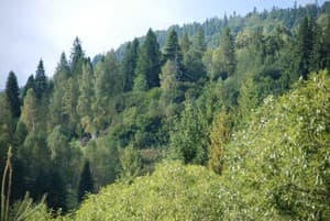 Шале Золотая Подкова. Стандарт двухместный с террасой 21.23 16